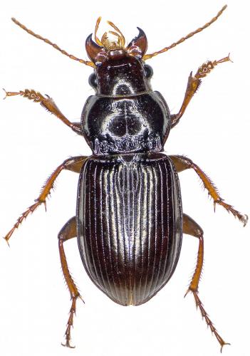 Amara aulica